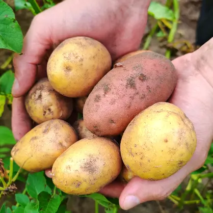 A pair of hands holding a cluster of freshly harvested red and yellow potatoes