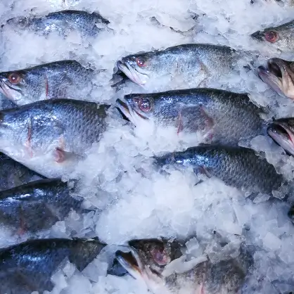 A top-down view of several whole, raw fish lying together on a bed of crushed ice