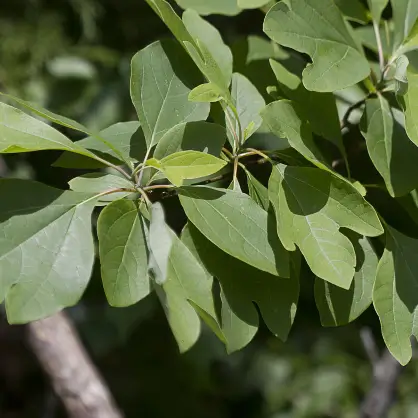 A close-up view of bright green leaves growing on the branch of a sassafras tree.