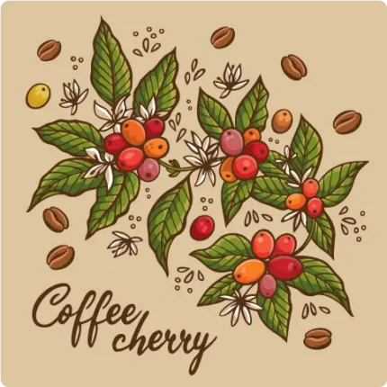 Coffee cherry diagram