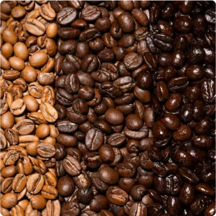 Light, medium, and dark roast coffees displayed side by side