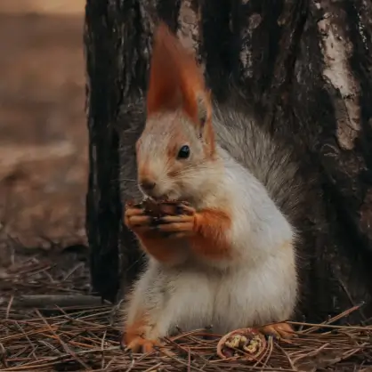 A red and white squirrel sitting on its hind legs at the base of a tree, eating a nut