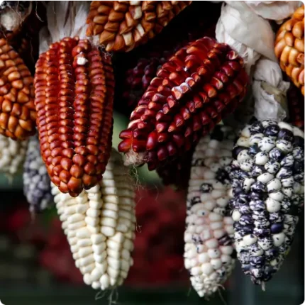 Corn used for popcorn kernels