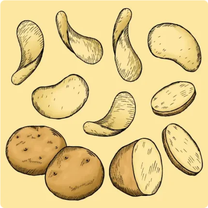 Potato chip drawing from potato to chip