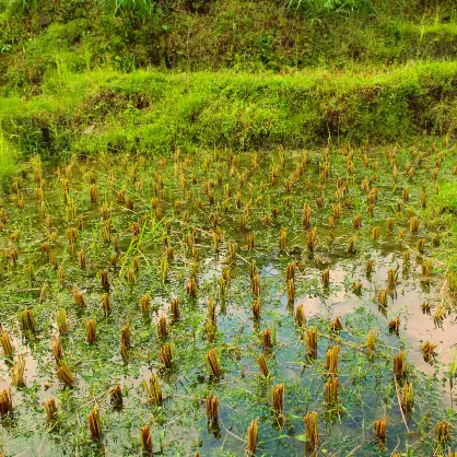 A green, flooded rice paddy field showing sections of growing crops