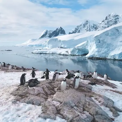 A group of penguins standing on a rocky, snow-dusted shoreline with icy blue glaciers and mountains in the background