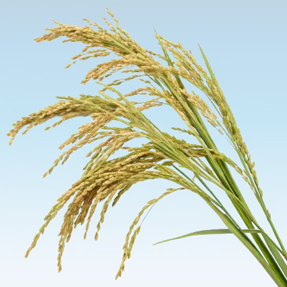 A close-up view of mature rice stalks bending downward under the weight of hundreds of golden rice grains against a clear blue sky