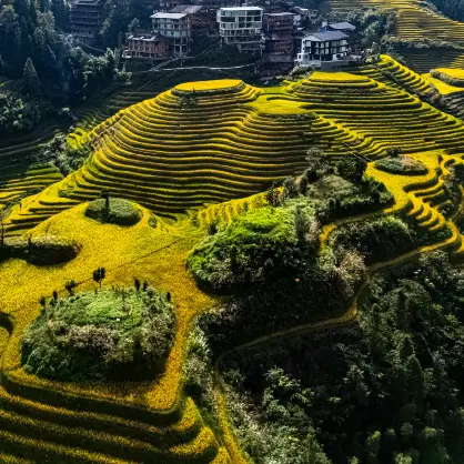 An aerial view of vibrant, yellow-green rice terraces carved in intricate, winding layers down a steep mountainside