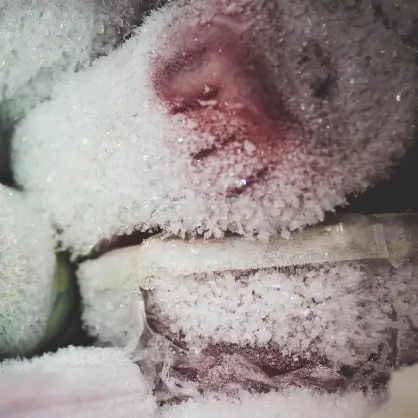 A close-up view of dark food pieces heavily covered in a thick layer of white frost and ice crystals