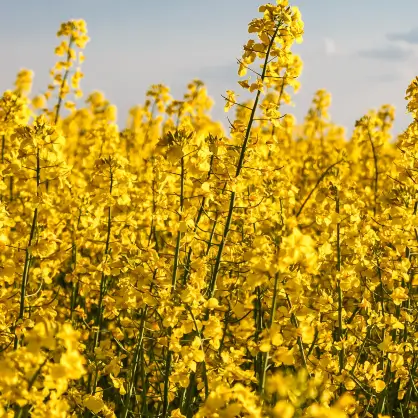 A vibrant field of bright yellow canola flowers blooming under a slightly cloudy sky