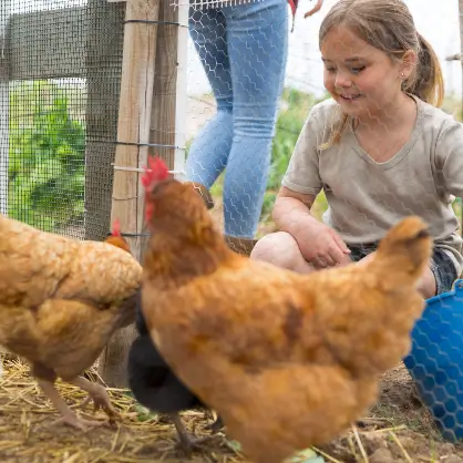 A young, smiling girl sitting in a grassy enclosure, looking happily at two brown hens roaming near a wire fence